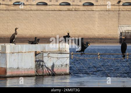 Grandi uccelli cormorani (Phalacrocorax carbo) sul fiume nilo ad Assuan Foto Stock