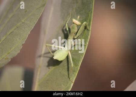 Insetto di mantis in preghiera (Mantis religiosa) Foto Stock