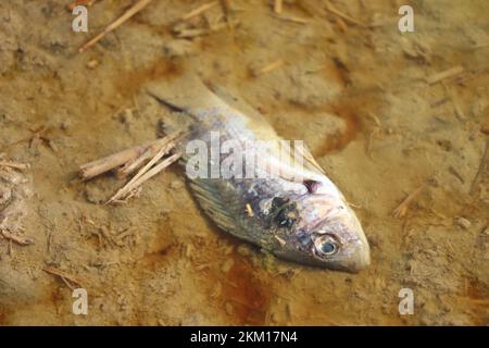 Pesci morti (tilapia del Nilo) vicino allo stagno delle acque reflue Foto Stock