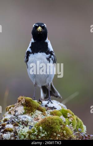 Spornammer, Männchen im Prachtkleid, Sporn-Ammer, Calcarius lapponicus, conchigliatura in Lapponia, Lapland longspur, maschio, le Bruant lapon, le Plettrophane lapo Foto Stock