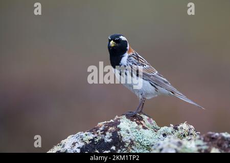 Spornammer, Männchen im Prachtkleid, Sporn-Ammer, Calcarius lapponicus, conchigliatura in Lapponia, Lapland longspur, maschio, le Bruant lapon, le Plettrophane lapo Foto Stock