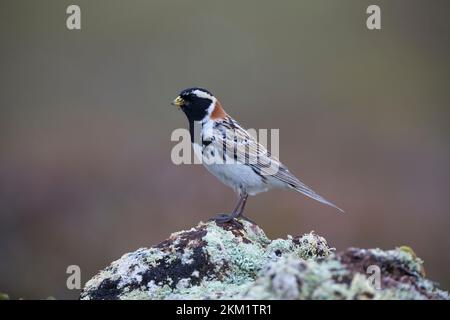 Spornammer, Männchen im Prachtkleid, Sporn-Ammer, Calcarius lapponicus, conchigliatura in Lapponia, Lapland longspur, maschio, le Bruant lapon, le Plettrophane lapo Foto Stock