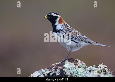 Spornammer, Männchen im Prachtkleid, Sporn-Ammer, Calcarius lapponicus, conchigliatura in Lapponia, Lapland longspur, maschio, le Bruant lapon, le Plettrophane lapo Foto Stock