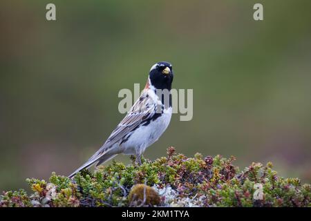 Spornammer, Männchen im Prachtkleid, Sporn-Ammer, Calcarius lapponicus, conchigliatura in Lapponia, Lapland longspur, maschio, le Bruant lapon, le Plettrophane lapo Foto Stock