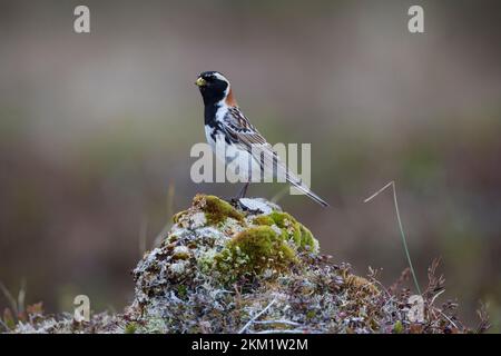 Spornammer, Männchen im Prachtkleid, Sporn-Ammer, Calcarius lapponicus, conchigliatura in Lapponia, Lapland longspur, maschio, le Bruant lapon, le Plettrophane lapo Foto Stock