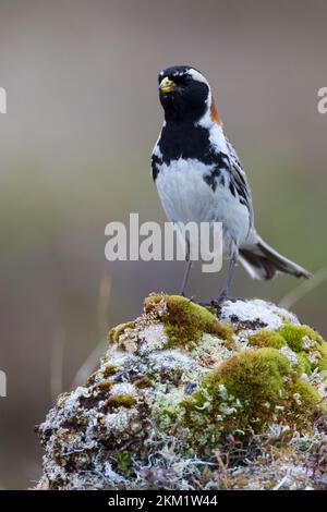 Spornammer, Männchen im Prachtkleid, Sporn-Ammer, Calcarius lapponicus, conchigliatura in Lapponia, Lapland longspur, maschio, le Bruant lapon, le Plettrophane lapo Foto Stock