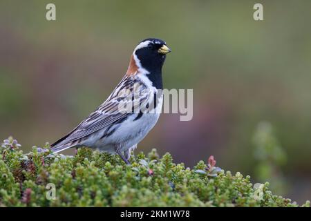 Spornammer, Männchen im Prachtkleid, Sporn-Ammer, Calcarius lapponicus, conchigliatura in Lapponia, Lapland longspur, maschio, le Bruant lapon, le Plettrophane lapo Foto Stock