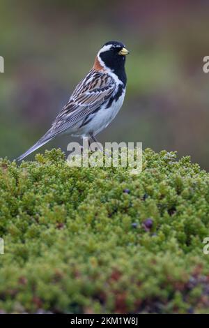 Spornammer, Männchen im Prachtkleid, Sporn-Ammer, Calcarius lapponicus, conchigliatura in Lapponia, Lapland longspur, maschio, le Bruant lapon, le Plettrophane lapo Foto Stock