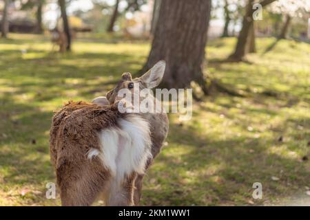 Un cervo graffiato nella sua pelliccia per la pulizia nel parco pubblico a Nara, Giappone. Foto Stock