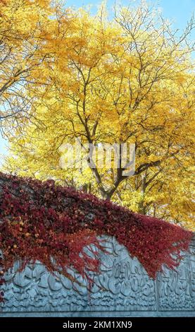 Vitigno rosso colorato sulla parete scolpita in pietra della levea con belle foglie autunnali gialle sugli alberi dietro, al Parco Levee di Winona, Minn. STATI UNITI. Foto Stock