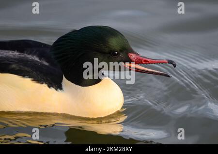 Primo piano maschile Goosander, Mergus merganser, Regno Unito, Isole Britanniche Foto Stock