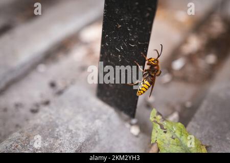 Hornet arrampicata su un palo e una piastrella di cemento - Vespa crabro - un grande insetto Foto Stock