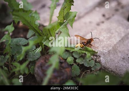 Hornet arrampicata su un palo e una piastrella di cemento - Vespa crabro - un grande insetto Foto Stock