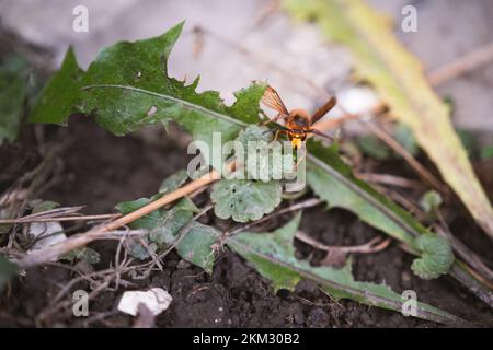 Hornet arrampicata su un palo e una piastrella di cemento - Vespa crabro - un grande insetto Foto Stock