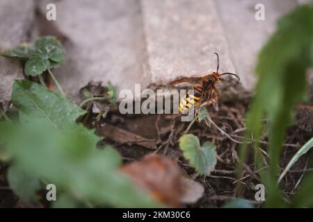 Hornet arrampicata su un palo e una piastrella di cemento - Vespa crabro - un grande insetto Foto Stock