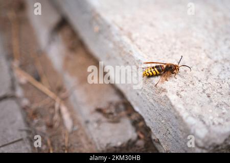 Hornet arrampicata su un palo e una piastrella di cemento - Vespa crabro - un grande insetto Foto Stock