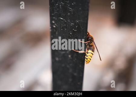 Hornet arrampicata su un palo e una piastrella di cemento - Vespa crabro - un grande insetto Foto Stock