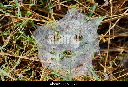 Una ragnatela dall'aspetto spoky con gocce di rugiada al mattino presto. Foto Stock