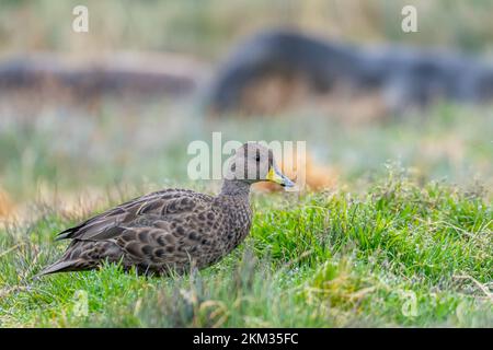 Anatra piccola, chiazzata, prevalentemente marrone con coda di arpa (Anas georgica) nella Georgia del Sud Foto Stock