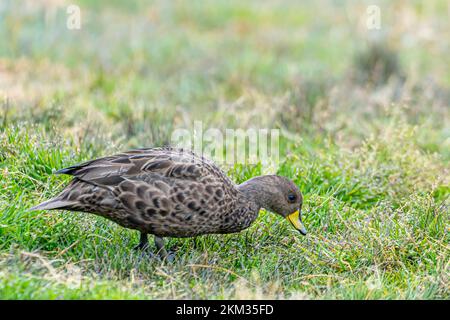 Anatra piccola, chiazzata, prevalentemente marrone con coda di arpa (Anas georgica) nella Georgia del Sud Foto Stock