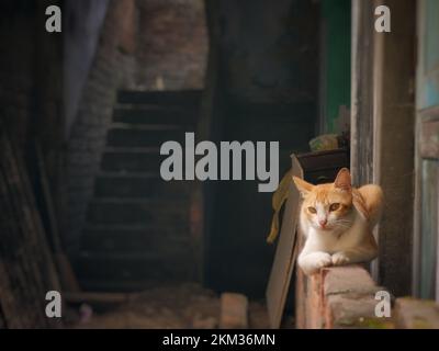 Uno zenzero bello e gattino bianco seduto su una recinzione accanto alle scale Foto Stock