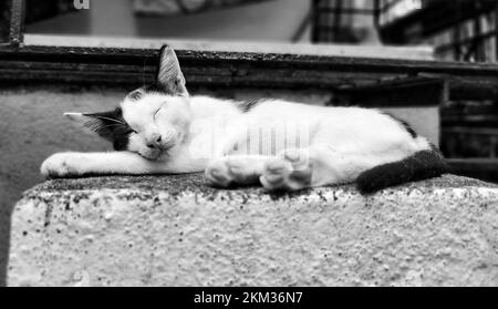 Un primo piano in scala di grigi di un gattino Calico che dorme all'aperto Foto Stock