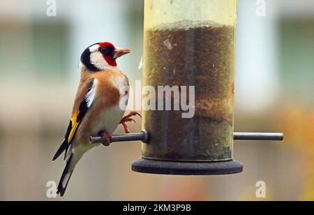 (Carduelis carduelis) Finca d'oro europea su semi Niger in un alimentatore di uccelli. Foto Stock