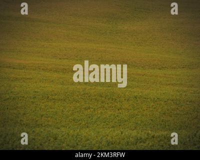 verde erba medica campo paesaggio. agricoltura erba erba erba erba erba erba medica. Foto Stock