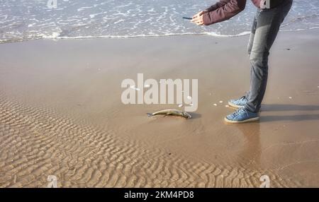 Una persona che scatta una foto di un pesce morto sulla spiaggia. Foto Stock