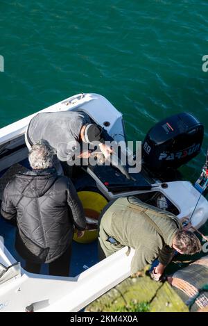 Uomini che eviscerano pesci in una piccola barca al porto di Amlwch sulla costa del Galles del Nord. Foto Stock