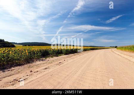 strada rurale strada ghiaia senza asfalto, lungo i campi stradali con piante agricole verdi mais Foto Stock