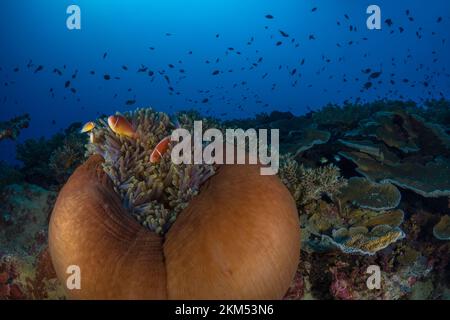 Pesce pagliaccio rosa skunk - nuotare sopra l'anemone sulla barriera corallina anemonefish - anfibrion perideraion Foto Stock