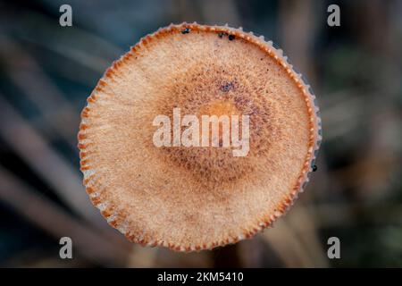 Dettaglio macro di un cappuccio marrone a fungo Foto Stock
