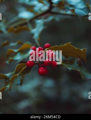 Un colpo verticale di bacche rosse dell'arbusto agrifoglio comune nella foresta Foto Stock