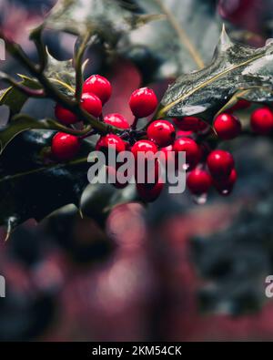 Un colpo verticale di bacche rosse dell'arbusto agrifoglio comune nella foresta Foto Stock