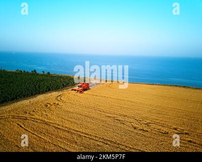 Antenna della mietitrebbiatrice rossa che lavora in campo di grano vicino alla scogliera con vista sul mare al tramonto. La macchina da raccolta taglia il raccolto in terreni agricoli vicino all'oceano Foto Stock