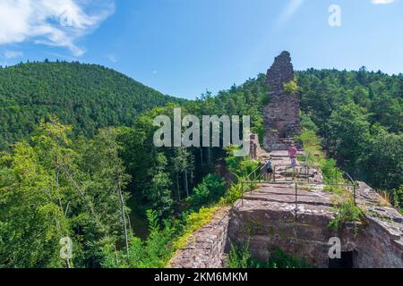 Niedersteinbach: Castello di Wasigenstein nella foresta di Palatinato-Riserva della Biosfera dei Vosgi del Nord (Biosphärenreservat Pfälzerwald-Nordvogesen, Réserve de bios Foto Stock