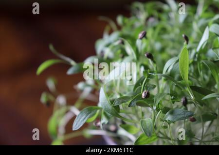 Primo piano di coriandolo/coriandolo che cresce in un giardino di pentola/cucina Foto Stock