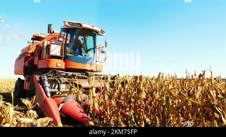 l'operatore siede nella cabina della grande mietitrebbia rossa e controlla la raccolta del mais. autunno. raccolto di mais. Agricoltura. Foto di alta qualità Foto Stock