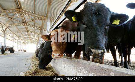 primo piano. i giovani tori masticano il fieno. vola in giro. Fila di mucche, grande nero purebred, tori di allevamento mangiano fieno. agricoltura allevamento di bestiame o ranch. un grande capannone, fienile. Foto di alta qualità Foto Stock