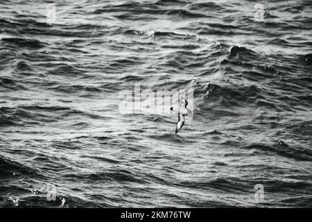 L'uccello del Capo Petrel che sorvola le correnti generate dall'oceano meridionale. Foto Stock