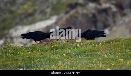 Choughs sul bordo di una scogliera, Cornovaglia, Regno Unito Foto Stock