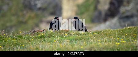 Choughs sul bordo di una scogliera, Cornovaglia, Regno Unito Foto Stock