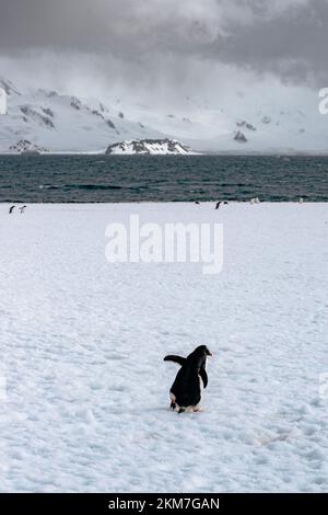 Gentoo Penguin nel loro habitat naturale, Antartide durante lo sprint. Foto Stock