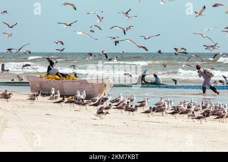 Pescatori che catturano sardine dalla spiaggia di Salalah. Una grande rete piena di sardine. Gabbiani volano intorno. Salalah, Oman. Penisola arabica. Foto Stock