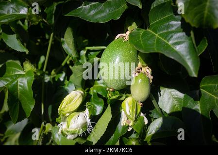 Frutto della passione e fiori appassiti di passione primo piano su foglie verdi fondo Foto Stock