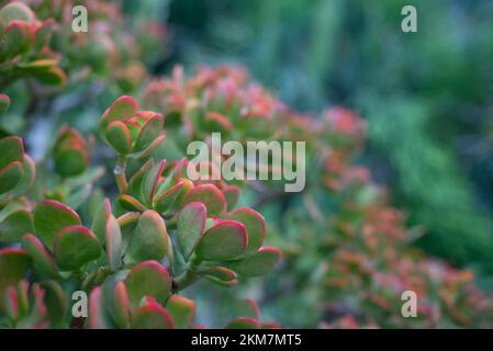 Primo piano della pianta di Giada. Bei bordi rossi di foglie verdi. Carta da parati Lucky Plant Foto Stock