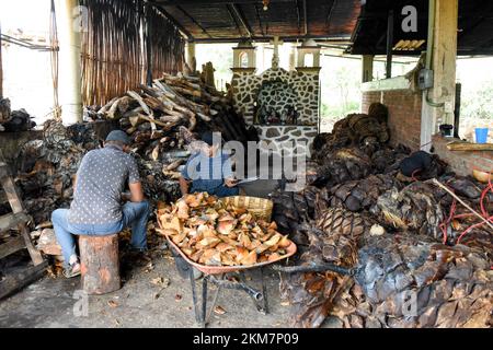 I lavoratori messicani tritano i cuori di agave arrostiti in un mezcal palenque artigianale, stato di Oaxaca, Messico Foto Stock
