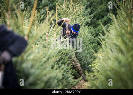 GREENKAN - gli alberi di Natale vengono scavati nel vivaio Jan van Vulpen. Gli alberi di Natale sono trasportati alla serra da camion elevatore. Con l'avvicinarsi del Natale, la domanda dei consumatori per gli alberi di Natale sta aumentando. ANP JEROEN JUMELET netherlands OUT - belgium OUT Credit: ANP/Alamy Live News Foto Stock