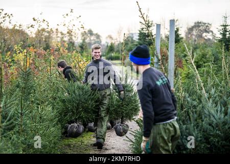 GREENKAN - gli alberi di Natale vengono scavati nel vivaio Jan van Vulpen. Gli alberi di Natale sono trasportati alla serra da camion elevatore. Con l'avvicinarsi del Natale, la domanda dei consumatori per gli alberi di Natale sta aumentando. ANP JEROEN JUMELET netherlands OUT - belgium OUT Credit: ANP/Alamy Live News Foto Stock